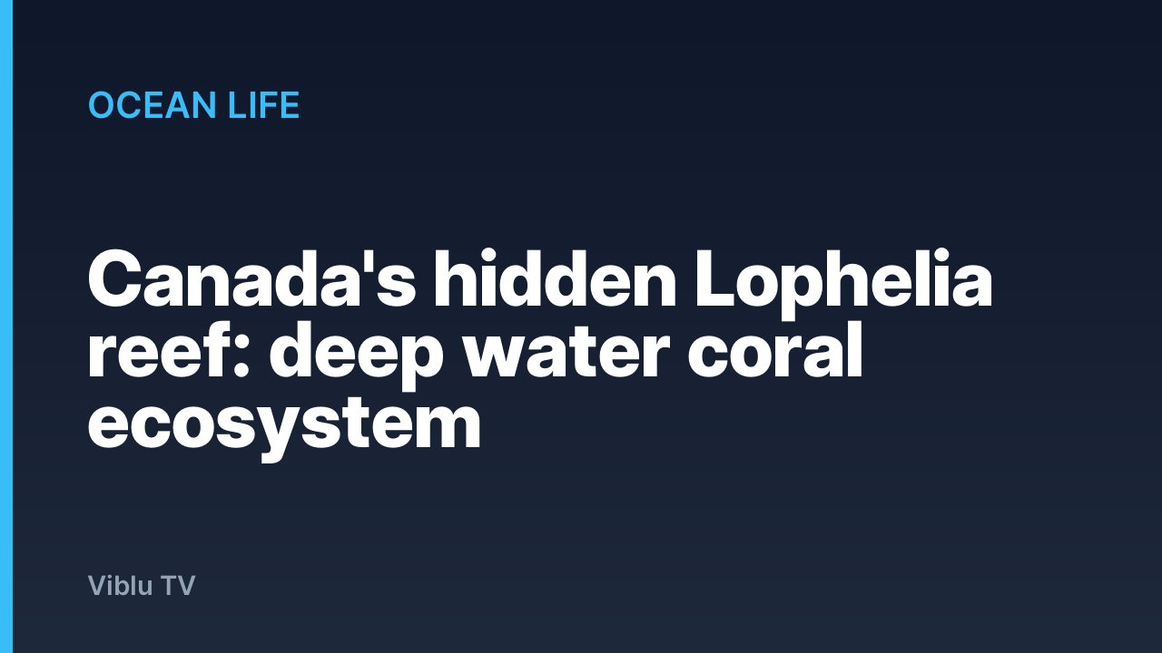 Ocean Life - Canada's hidden Lophelia reef: deep water coral ecosystem