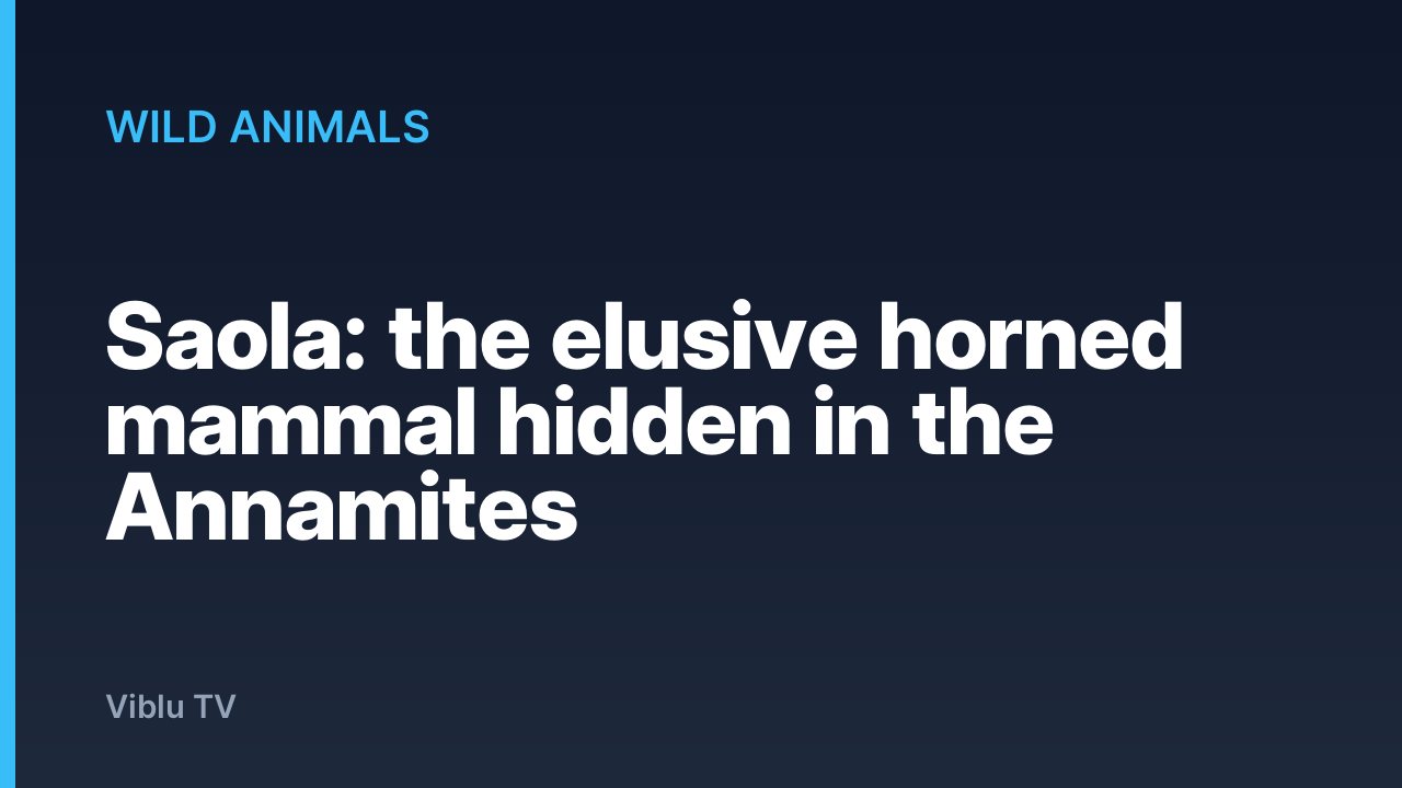 Wild Animals - Saola: the elusive horned mammal hidden in the Annamites