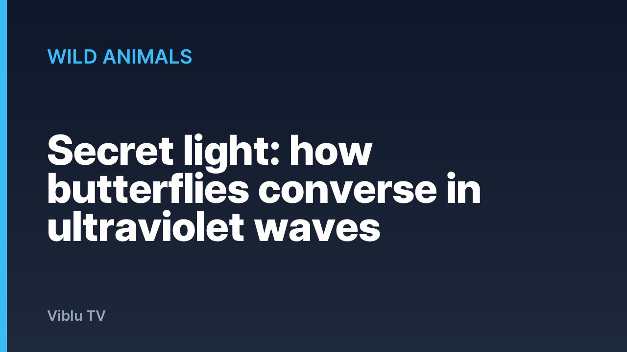 Wild Animals - Secret light: how butterflies converse in ultraviolet waves