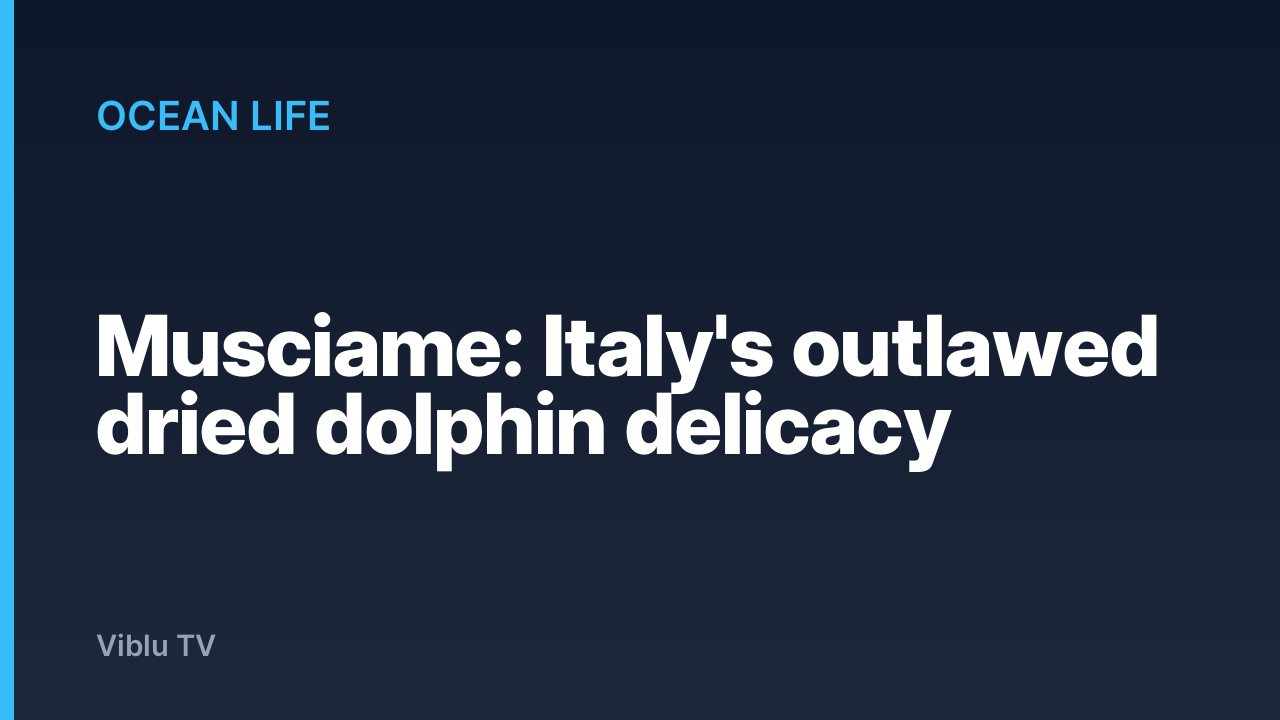 Ocean Life - Musciame: Italy's outlawed dried dolphin delicacy