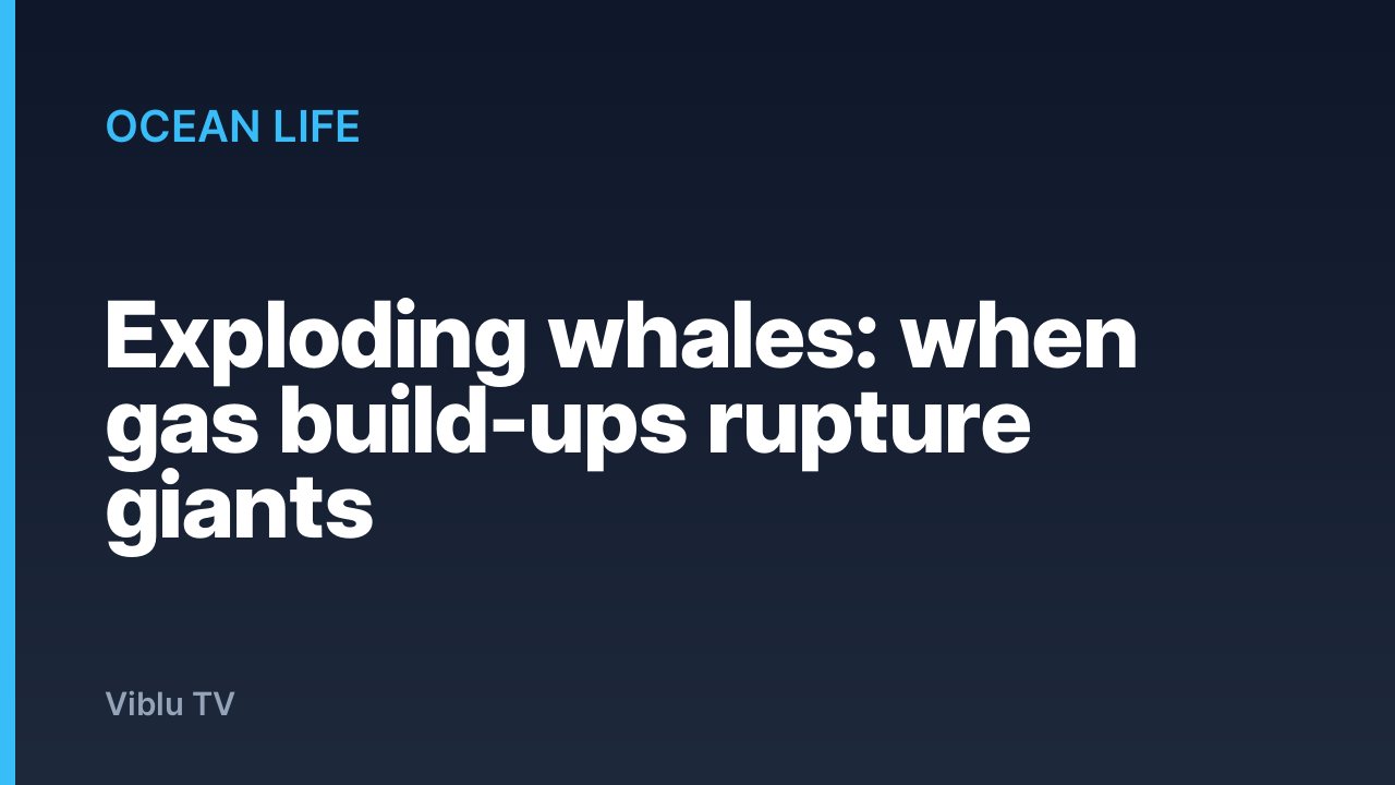 Ocean Life - Exploding whales: when gas build-ups rupture giants