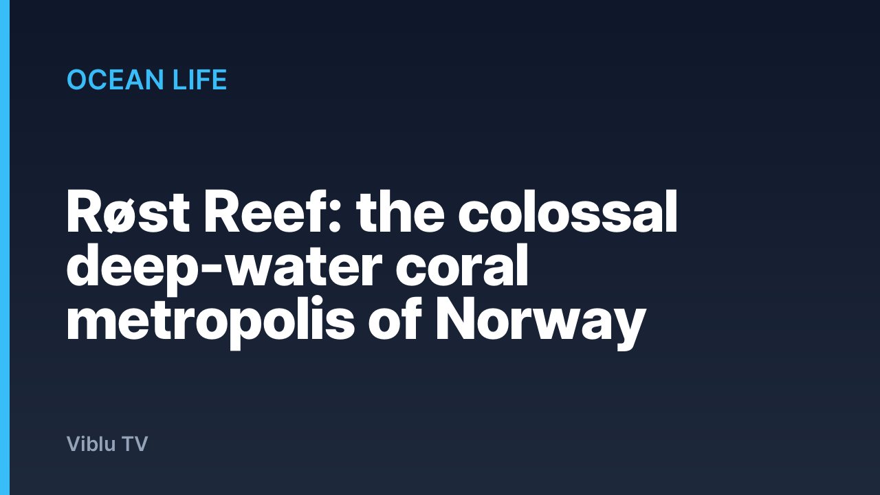 Ocean Life - Røst Reef: the colossal deep-water coral metropolis of Norway