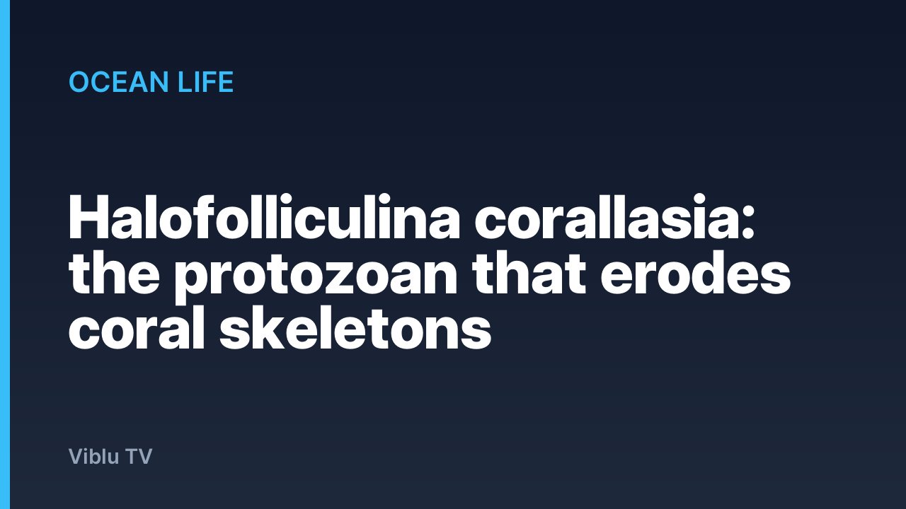 Ocean Life - Halofolliculina corallasia: the protozoan that erodes coral skeletons