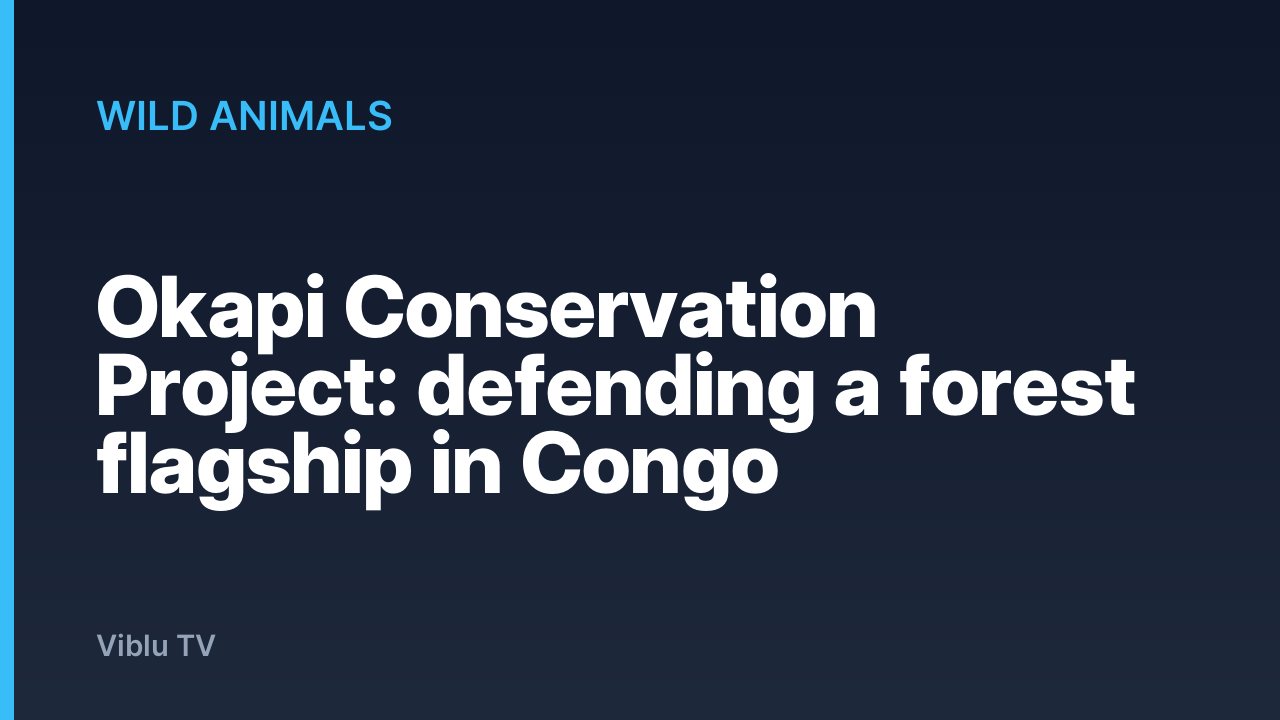 Wild Animals - Okapi Conservation Project: defending a forest flagship in Congo