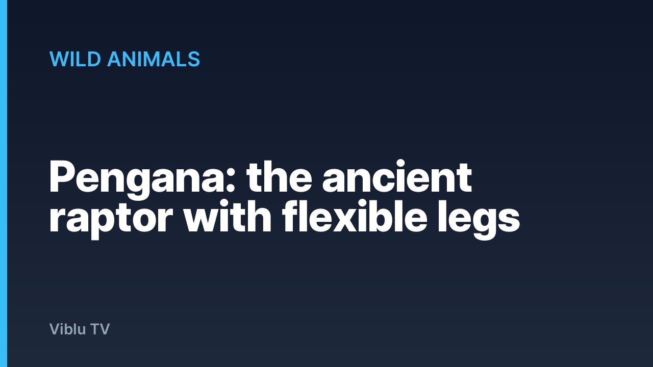Wild Animals - Pengana: the ancient raptor with flexible legs