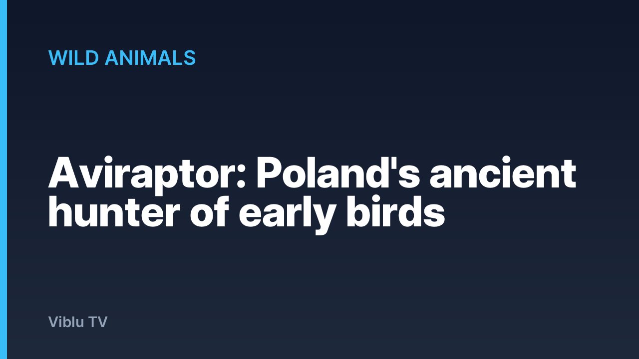 Wild Animals - Aviraptor: Poland's ancient hunter of early birds
