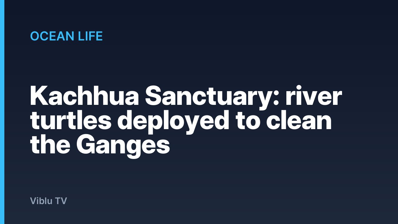 Ocean Life - Kachhua Sanctuary: river turtles deployed to clean the Ganges