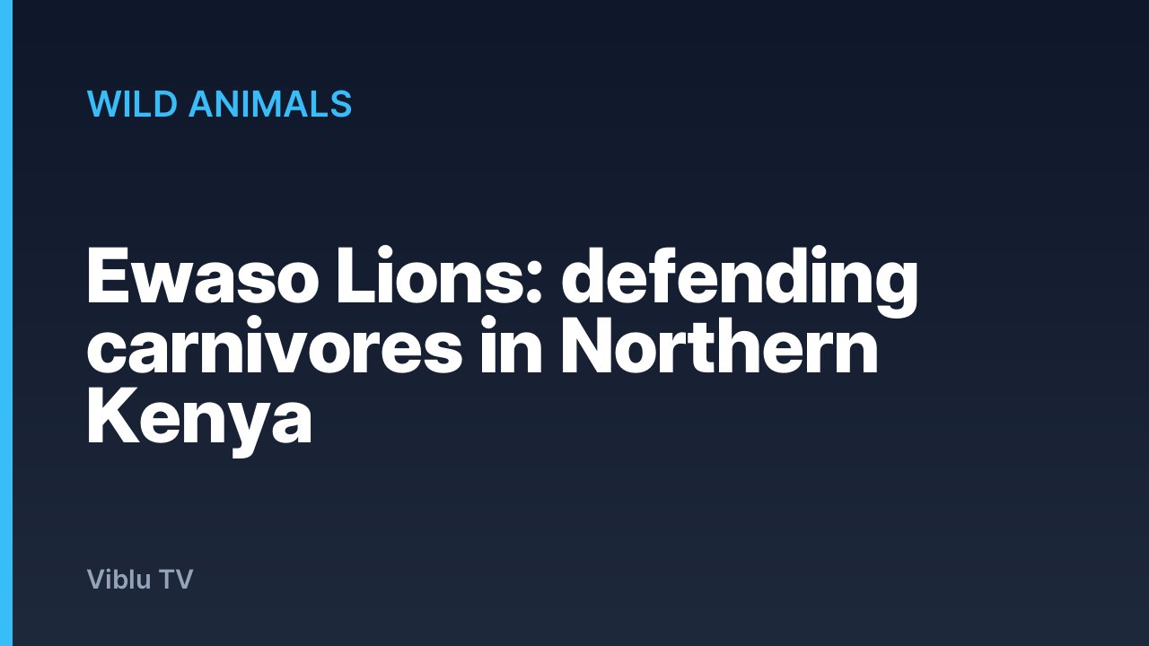 Wild Animals - Ewaso Lions: defending carnivores in Northern Kenya