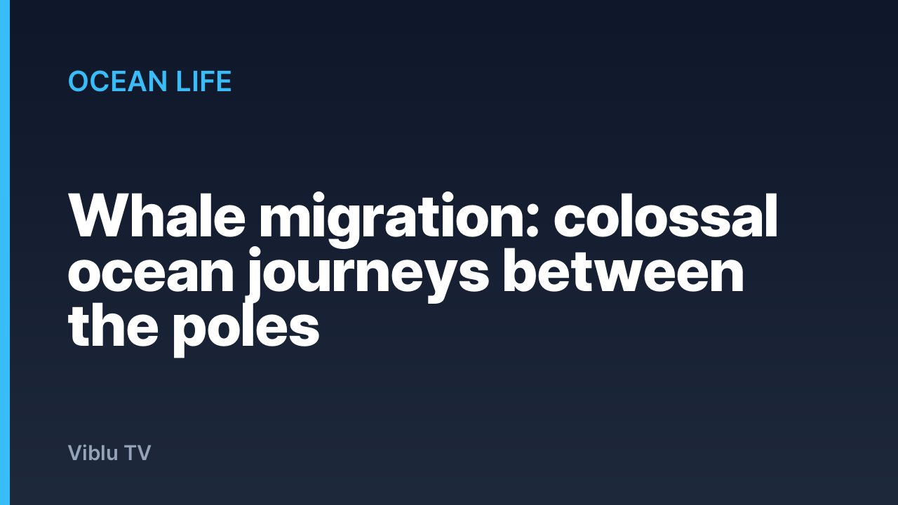 Ocean Life - Whale migration: colossal ocean journeys between the poles