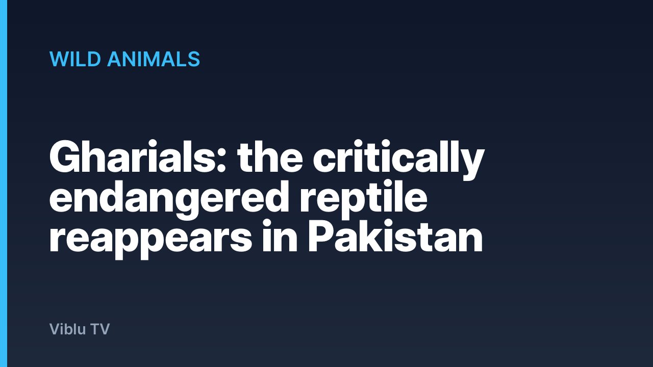 Wild Animals - Gharials: the critically endangered reptile reappears in Pakistan