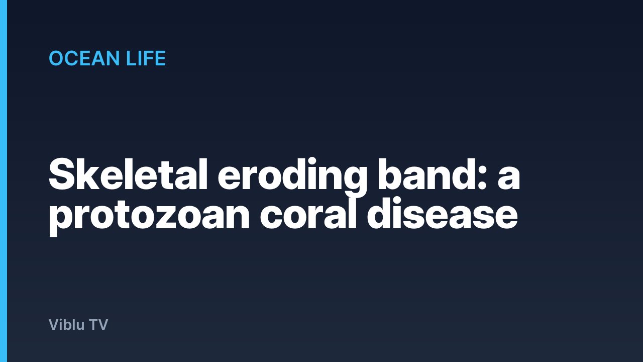 Ocean Life - Skeletal eroding band: a protozoan coral disease