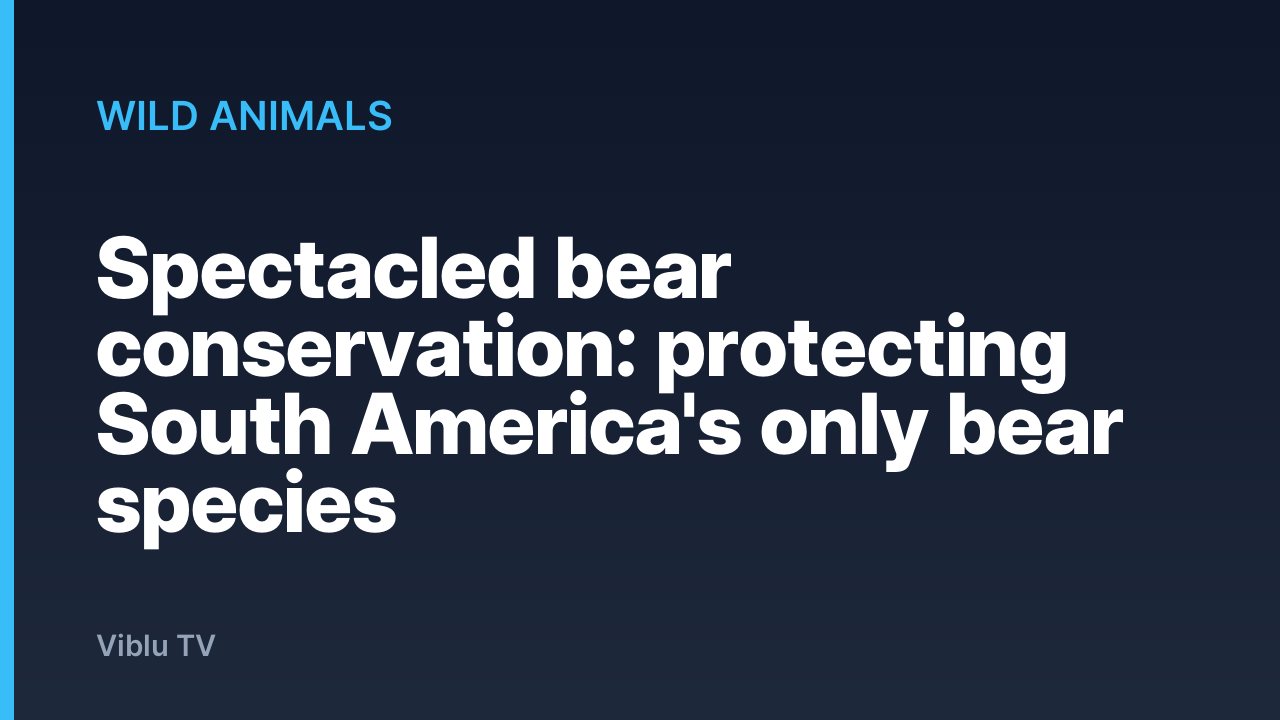 Wild Animals - Spectacled bear conservation: protecting South America's only bear species