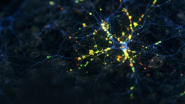 Health & Body - False neurotransmitters: chemical mimics shedding light on neurons
