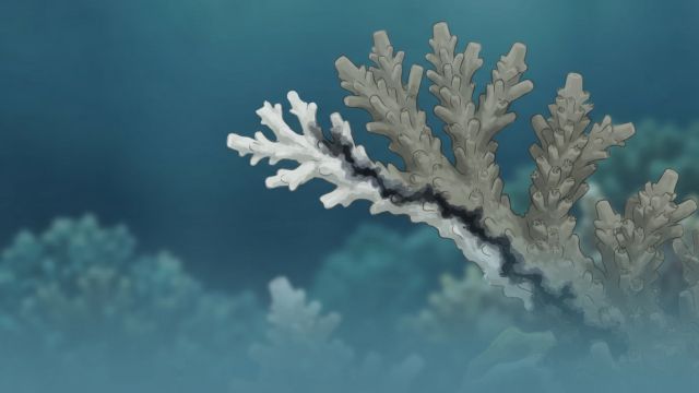 Ocean Life - Skeletal eroding band: a protozoan coral disease