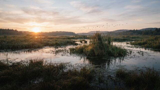 Science & Nature - New Atlas Maps Migration Routes of North American Birds