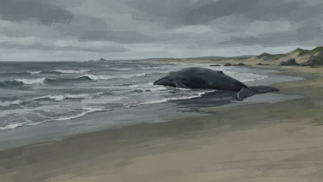 Ocean Life - Cetacean beaching: the mystery of stranded whales