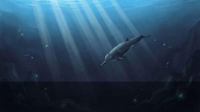 Ocean Life - Beaked whales: the deep sea's most mysterious mammals