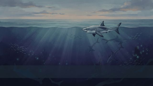 Ocean Life - The White Shark Café: an enigmatic open-ocean gathering