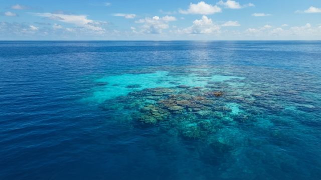 Ocean Life - Benares Shoals: An uncharted Indian Ocean reef mapped