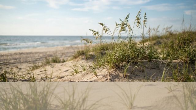 Wild Animals - Sierra Club v. Babbitt: protecting Alabama's beach mouse