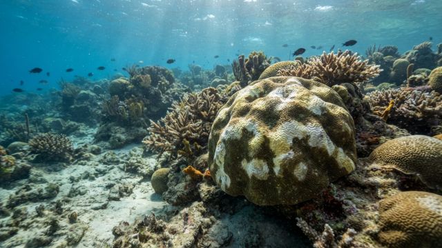 Ocean Life - Yellow-band disease: a lethal threat to Caribbean corals