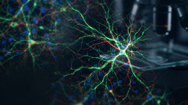 Health & Body - Biological stress: how body systems react to environmental change