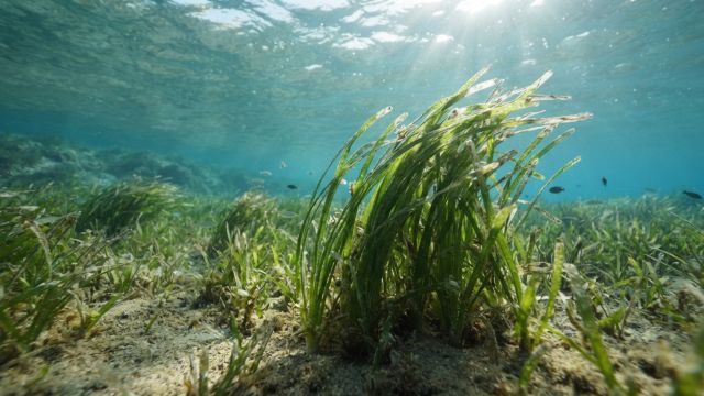 Science & Nature - Study Finds Seagrass Fish Provide Superior Human Nutrition