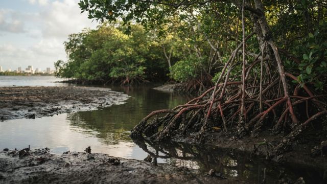 Science & Nature - Brazilian Shellfish Gatherers Fight to Protect Mangroves