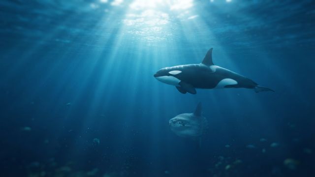 Science & Nature - Scientists Observe Orcas Ramming and Destroying Sunfish