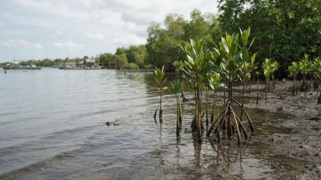 Science & Nature - Indonesian Women's Group Restores Coastal Mangrove Forests