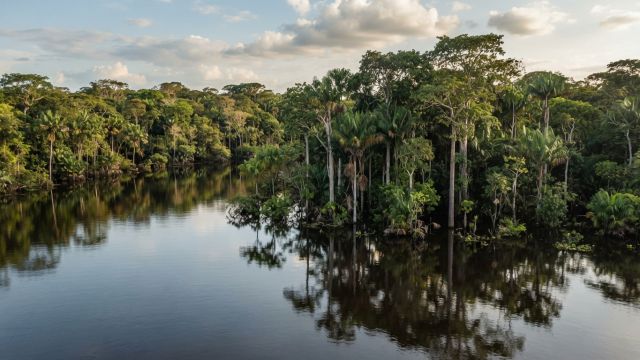 Science & Nature - Amazon Wetland Losses Equal Area of Belgium