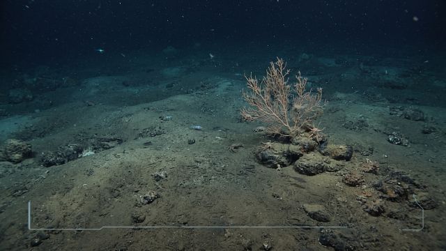 Science & Nature - Deep-Sea Marine Life Struggles After Gulf Oil Spill