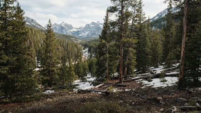 Science & Nature - Yellowstone Uses Machine Learning to Track Wolves Through Vocalizations