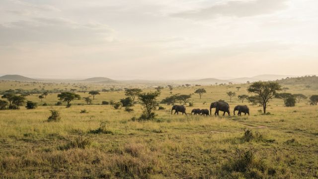 Science & Nature - Large Animals Function as Carbon Stores for Climate Solutions