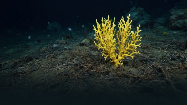 Science & Nature - New Deep-Sea Coral Lineage Identified Off Costa Rica
