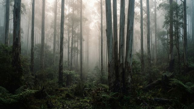 Science & Nature - Australian Forest Thinning Study Shows Strong Carbon Recovery