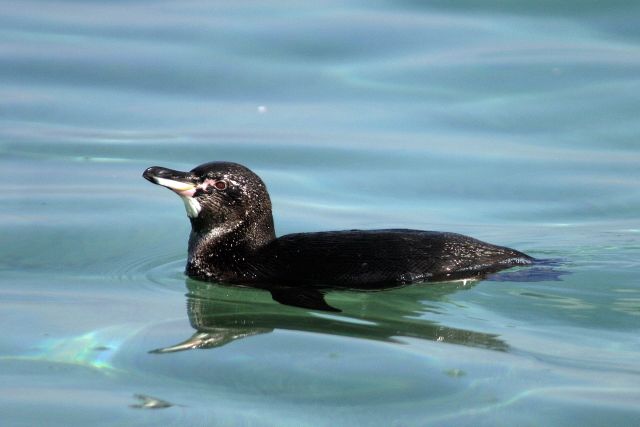 Ocean Life - The Galapagos penguin: thriving along the equatorial line
