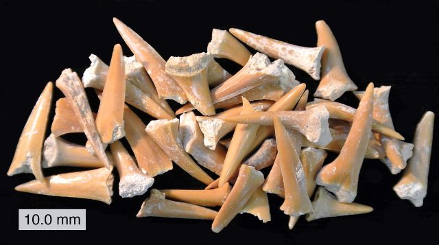 Ocean Life - Shark tooth replacement: nature's mineralized conveyor belt