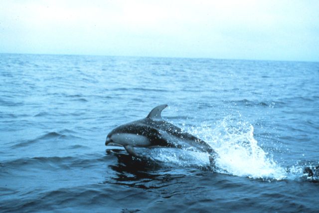 Ocean Life - Gray's paradox: how dolphins produce extraordinary underwater speed