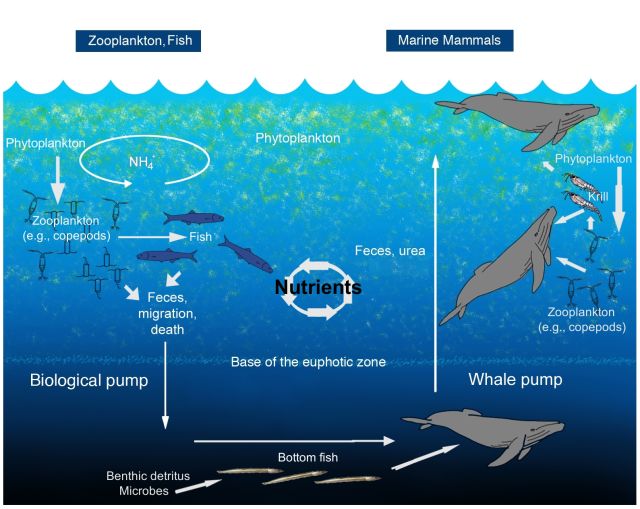 Ocean Life - How whale feces act as marine ecosystem engineers