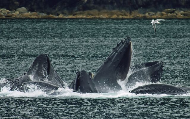 Ocean Life - Bubble-net feeding: cooperative hunting strategy of humpback whales