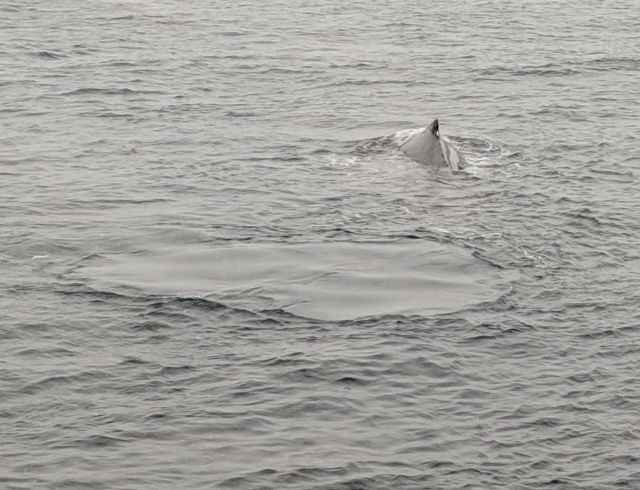 Ocean Life - Flukeprints: the smooth ocean footprints left by whales