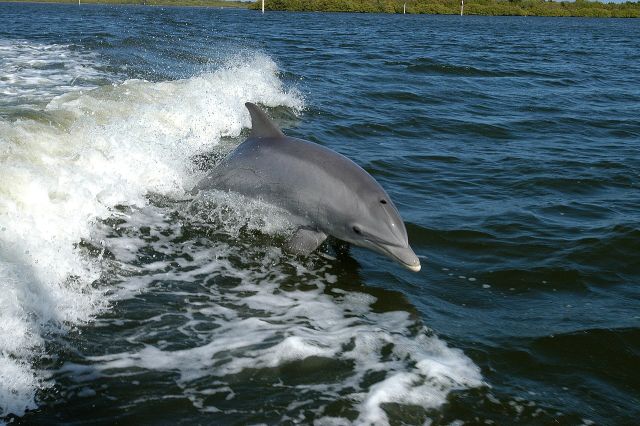 Ocean Life - Dolphin signature whistles: unique acoustic names in the wild