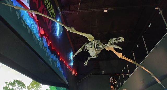 Wild Animals - Argentavis: the heaviest flying bird in prehistoric skies
