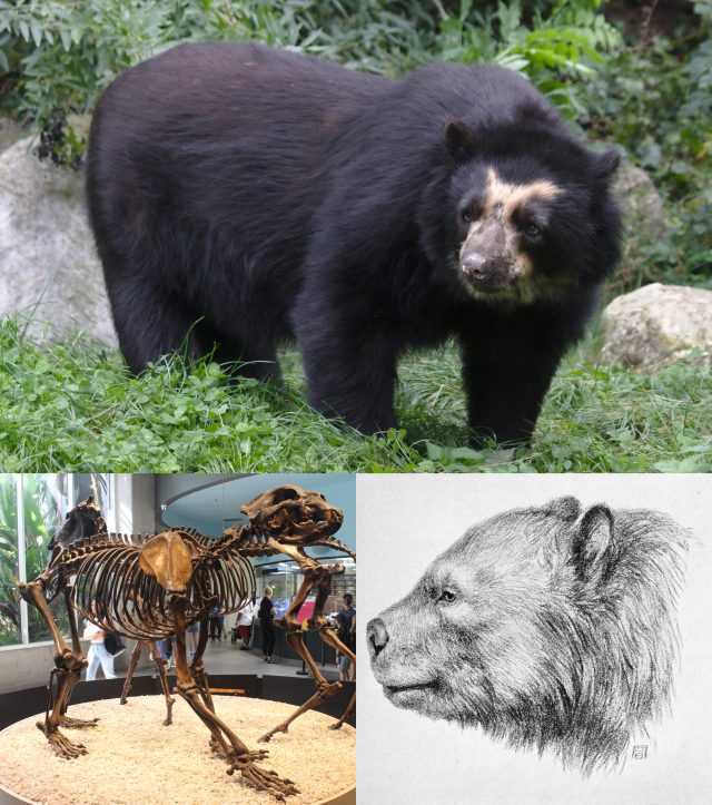 Wild Animals - Tremarctinae: the ancient short-faced bears of the Americas
