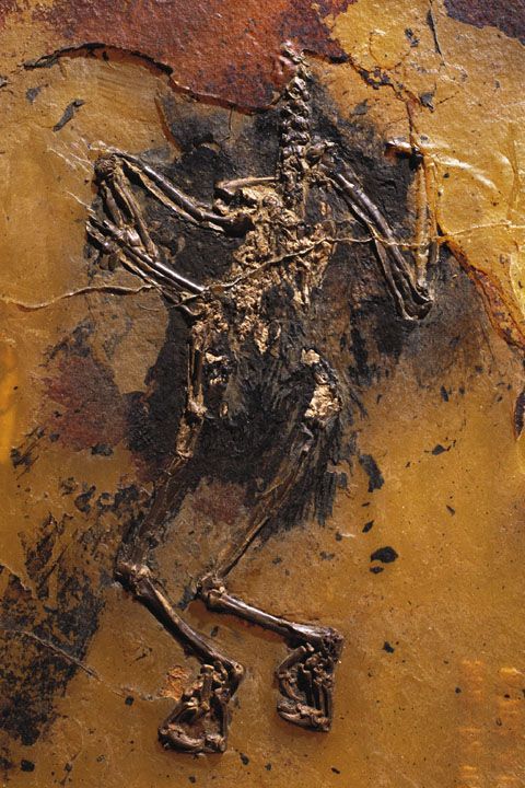 Wild Animals - Palaeoglaux: the Eocene owl with baffling display feathers