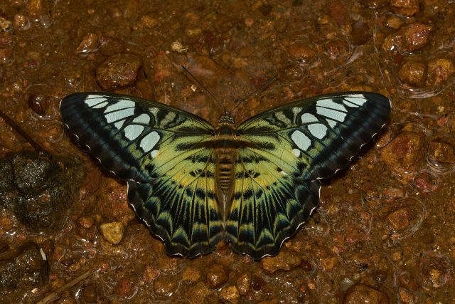 Wild Animals - Puddling: why butterflies gather to drink from mud
