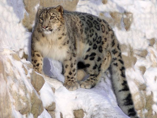 Wild Animals - Snow leopard: the elusive high-altitude hunter of Asian peaks