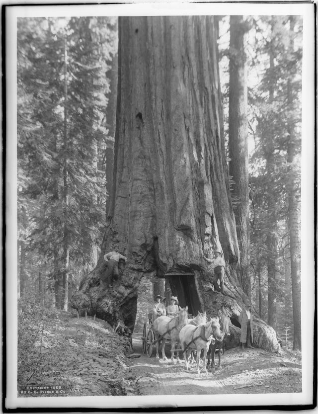 Great Structures - Tunnel trees: The historic tourist drive-throughs carved from redwoods