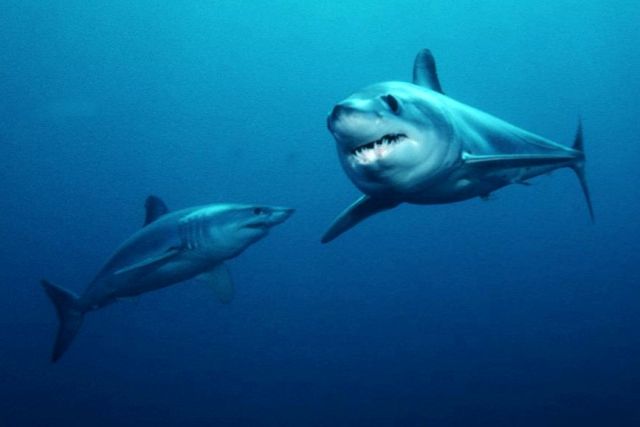 Ocean Life - Oophagy: the intrauterine egg buffet of lamniform sharks